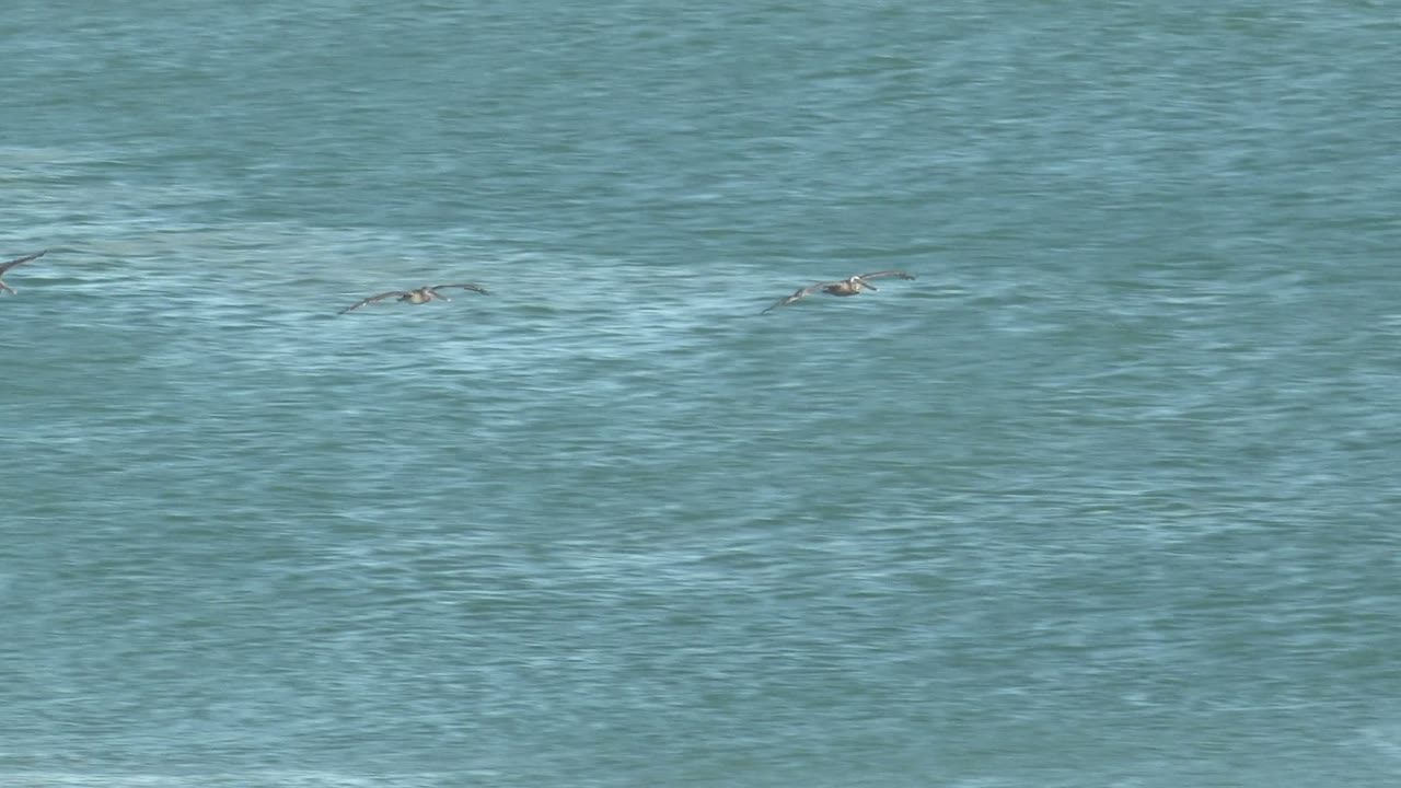 Scattered seabirds fly low across the middle of a blue ocean frame in La Bocana, Baja California Sur, with soft wave bands and no visible people.