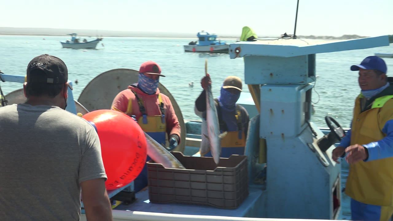 At La Bocana, Baja California Sur, crew members sort fish on a small boat deck while calm ocean water and small boats sit in the background.