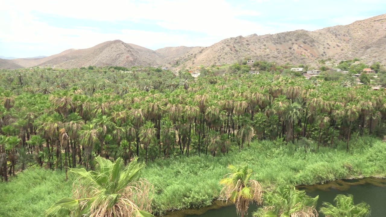Wide view of a palm grove and dark river water in Mulege, Baja California Sur, with dry hills and pale sky behind, no visible people.
