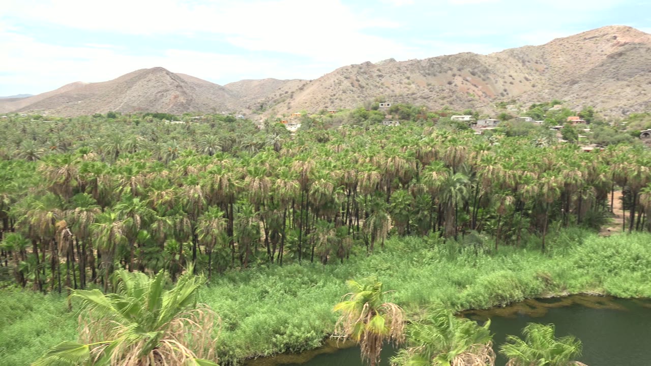 Dense palms and green riverbank vegetation below tan hills