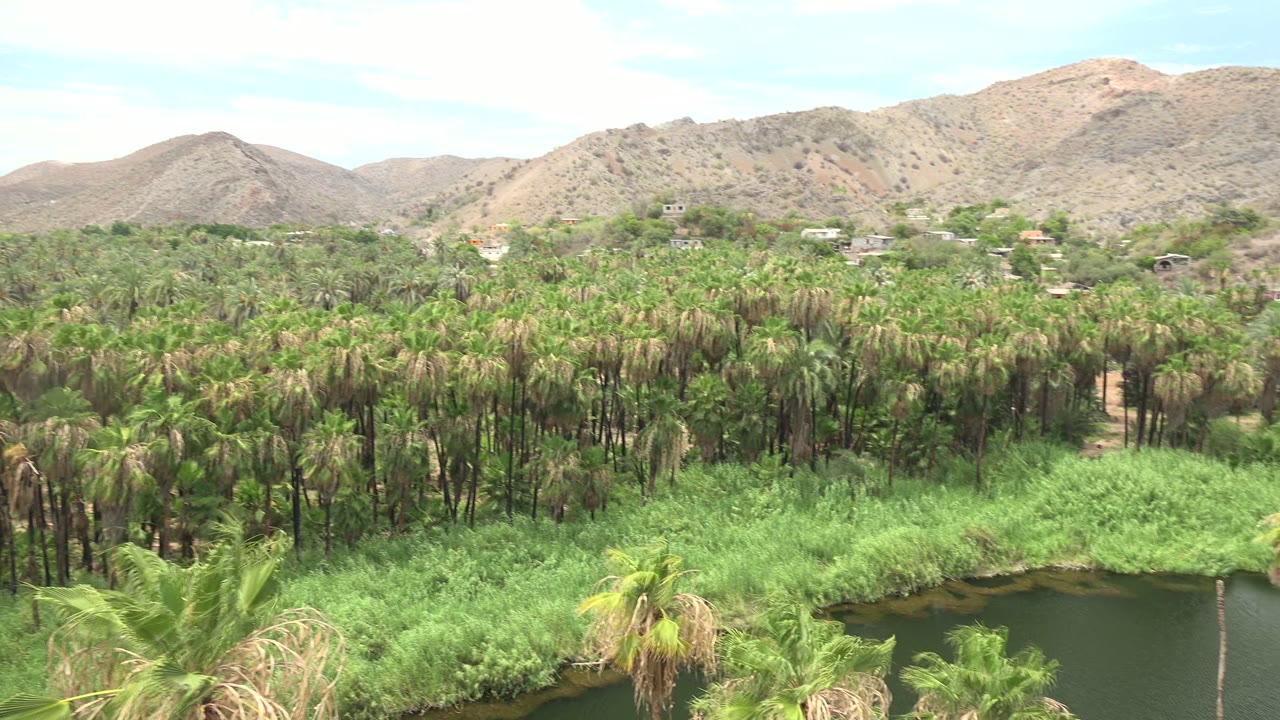 A dark river bend sits below bright green reeds and palms in Mulege, with arid mountains and scattered distant structures beyond, no visible people.