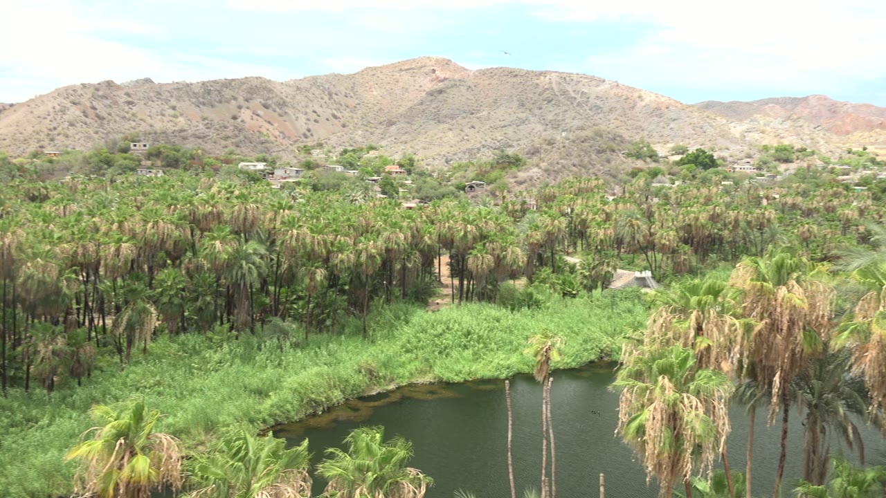 Mulege, Baja California Sur palm oasis with dark water at the bottom of frame, dense green reeds and palms through the middle, rocky hills behind, and no visible people.