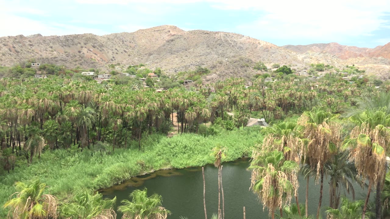 Dense palms and reeds beside dark water with desert hills behind.