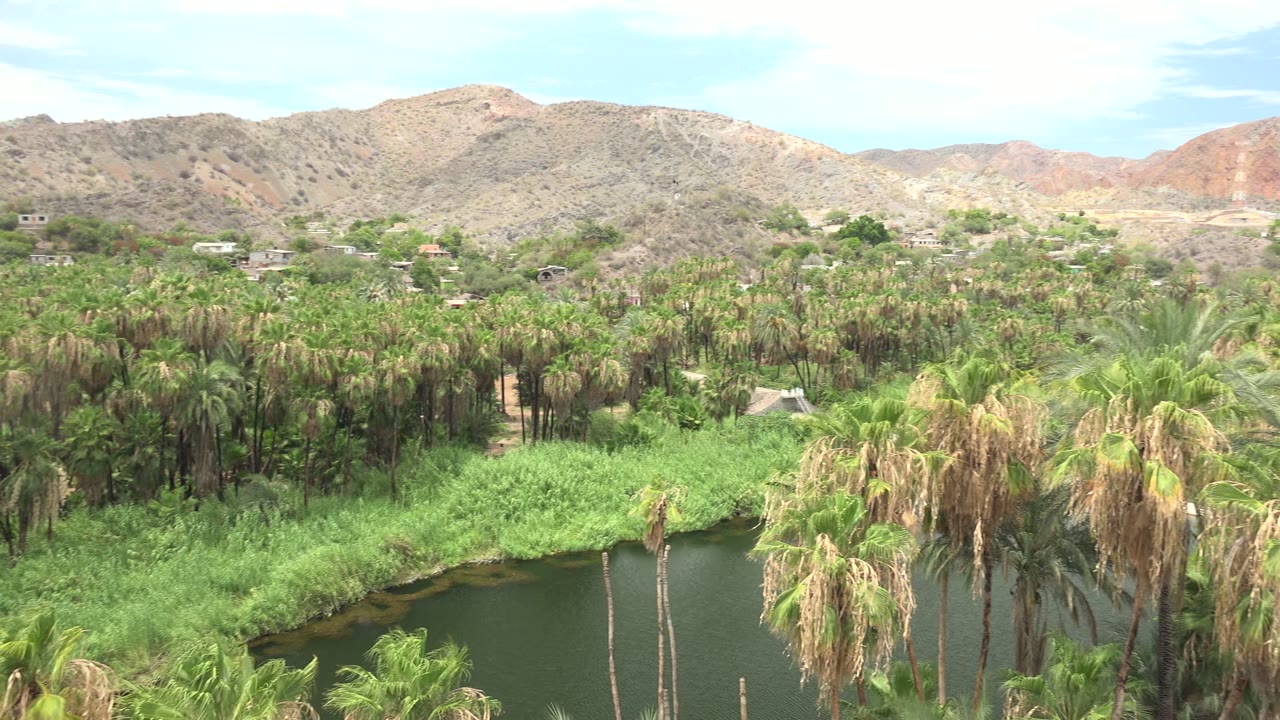 Mulege, Baja California Sur landscape with palm fronds filling the lower frame, dark oasis water partly visible, tan and reddish hills in back, and no visible people.