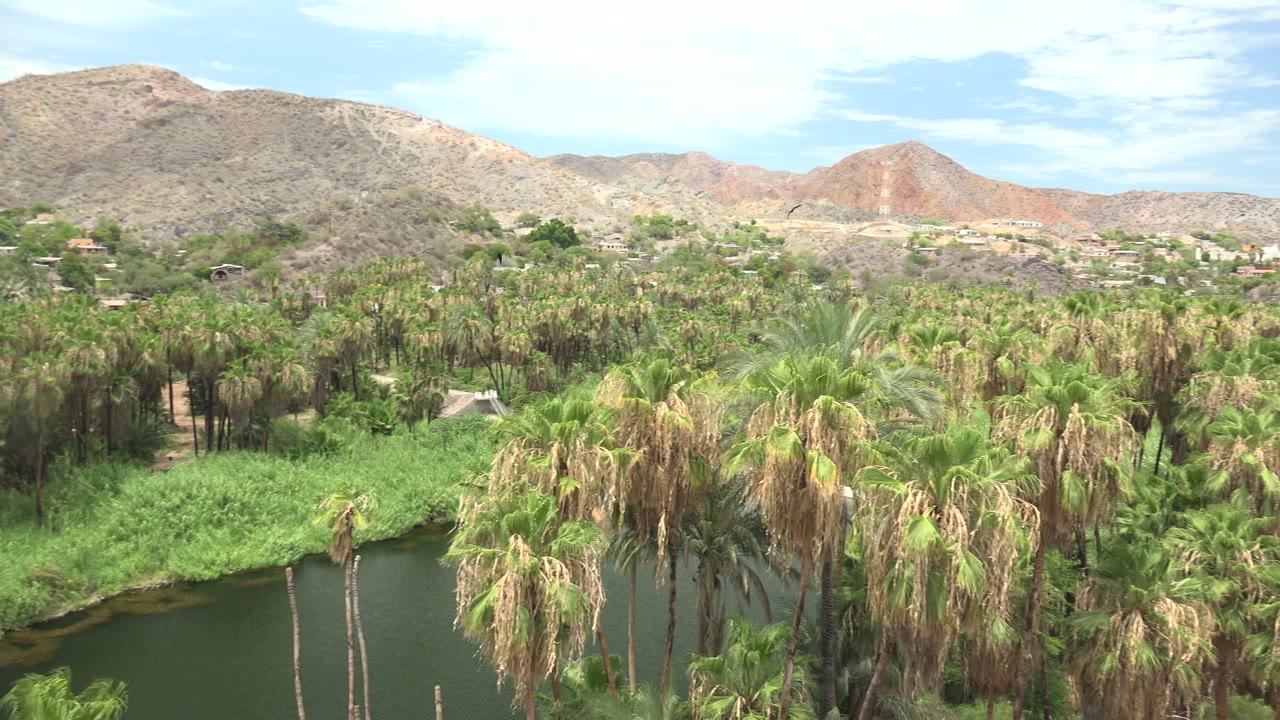 Mulege, Baja California Sur palm grove fills the foreground beside a dark waterway, with dry mountains, scattered hillside buildings, pale sky, and no visible people.
