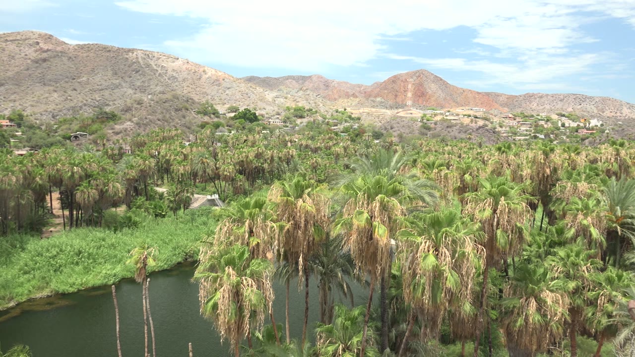 An elevated view in Mulege looks across palms and thick green growth around the waterway, with arid hills and small distant buildings under light cloud cover, and no visible people.