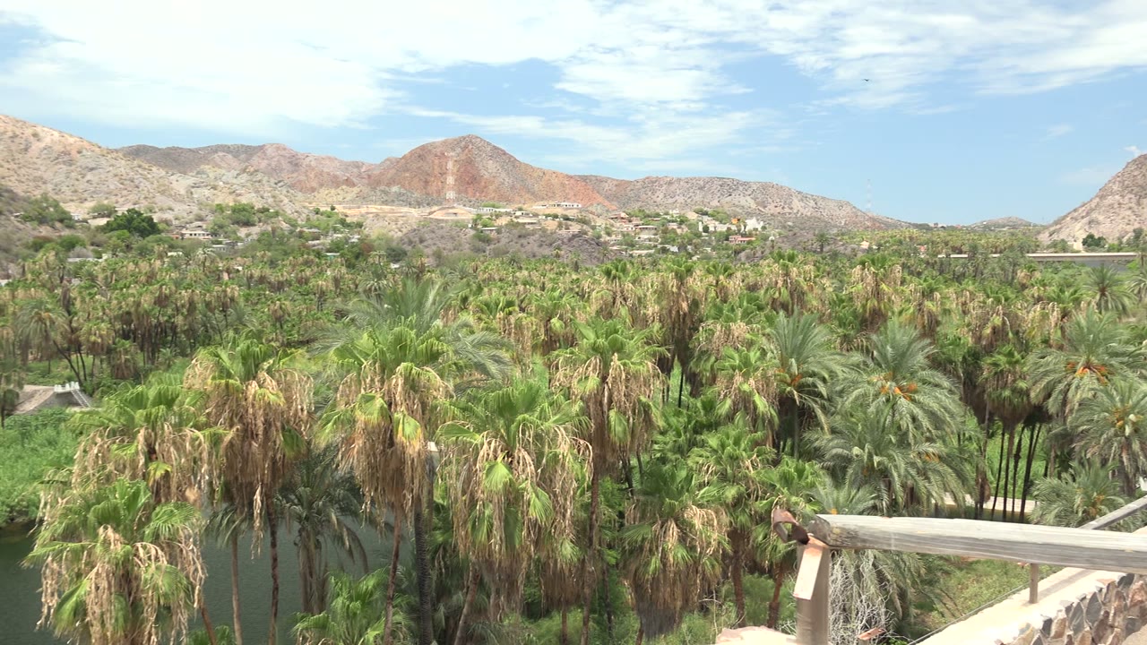 Mulege, Baja California Sur palm grove seen from an elevated balcony, with a railing in the lower frame, dry hills in the distance, scattered buildings on the slopes, and no visible people.