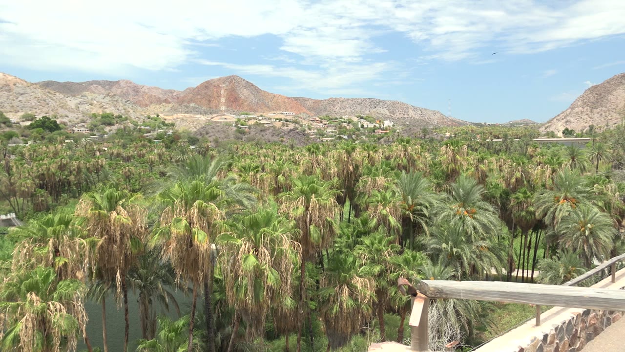 Dense palms, balcony rail, mountains, and clouded blue sky.
