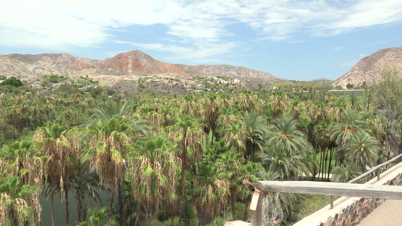 Mulege, Baja California Sur landscape frame with layered palm tops, a balcony edge at the bottom, tan and red-brown mountains beyond, light clouds overhead, and no visible people.
