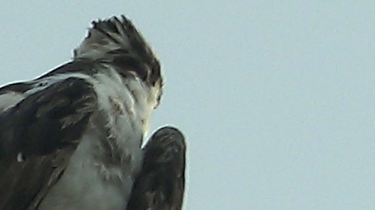 Low-angle close-up in Mulege, Baja California Sur, Mexico, showing a dark and white bird with its head partly turned down while preening, with no visible people.