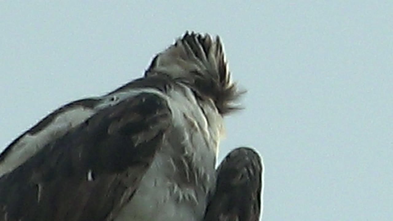 Bird body and raised head feathers seen from below.