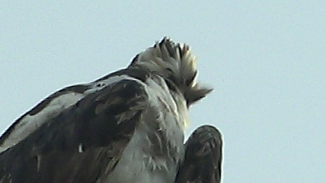A close Mulege wildlife frame shows the bird's head angled toward its shoulder as it preens, with the body filling the lower frame and sky filling the background, with no visible people.