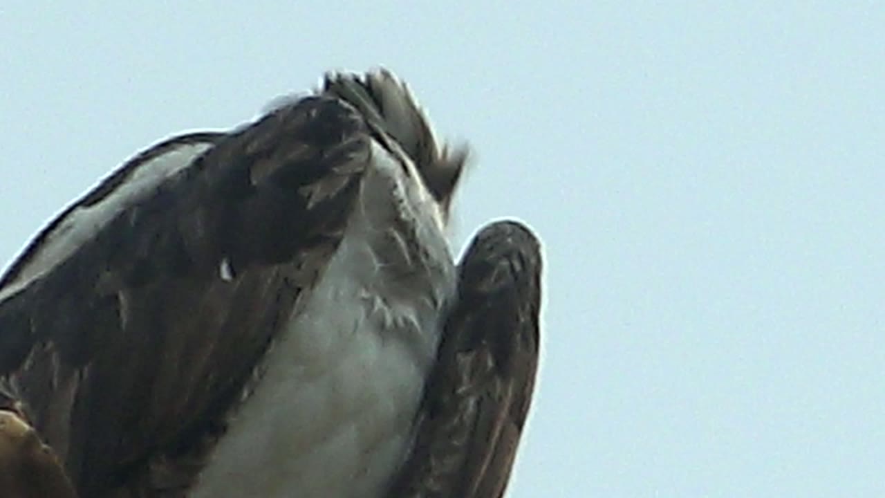 A perched raptor in Mulege, Baja California Sur, Mexico, is framed tightly from below with its head tucked and no visible people.