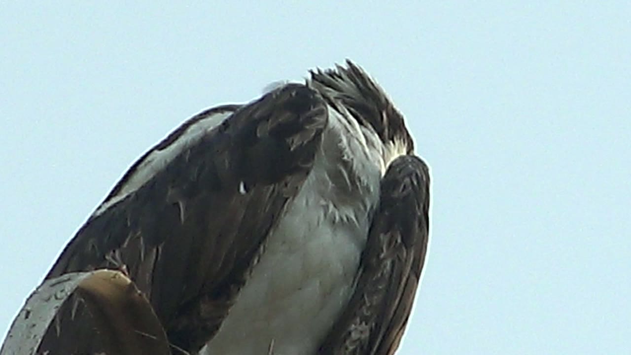 Perched raptor beginning to lift its head against sky.