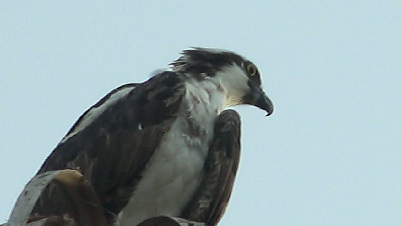 A perched raptor in Mulege turns into a right-facing profile, showing its hooked beak, pale throat, dark wings, and no visible people.