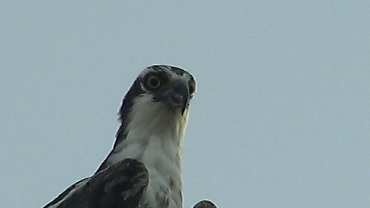 Close view of a raptor in Mulege, Baja California Sur, Mexico, looking slightly upward with a pale sky behind it and no visible people.