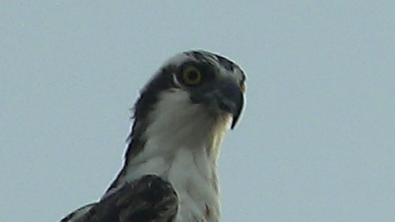 Raptor close-up with head turned toward camera side