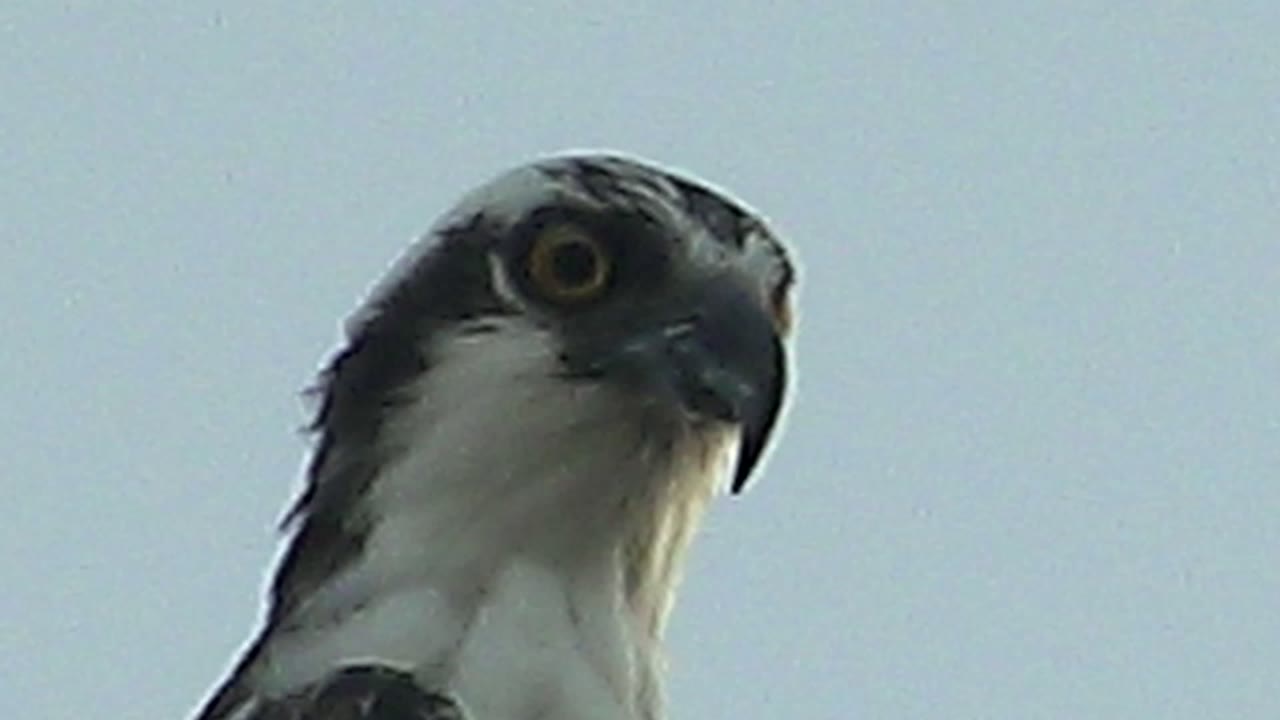 Tight close-up of the raptor in Mulege with its head angled to one side, dark crown feathers and white throat set against pale blue sky, with no visible people.