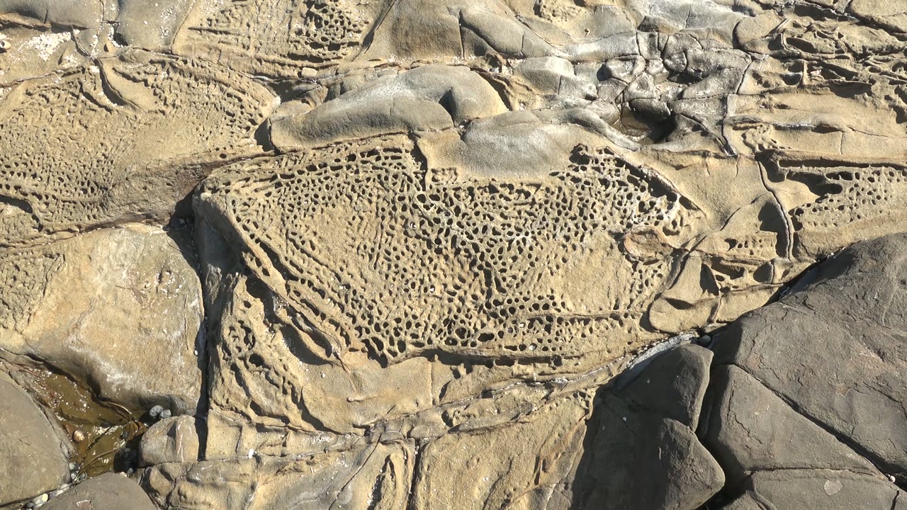 Pitted beige and gray coastal rock at La Bocana fills the opening frame, with dense small marine borings and no visible people.