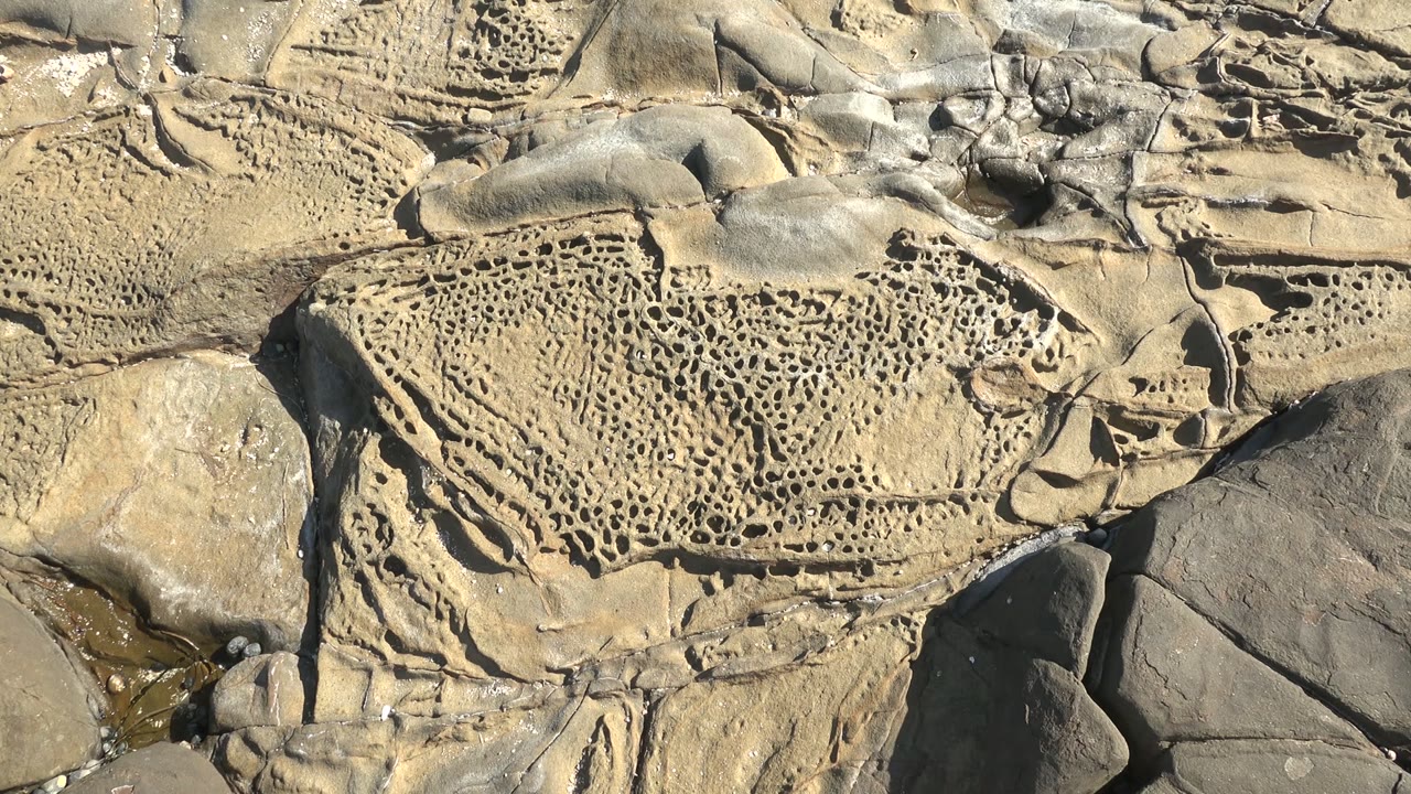 Dense holes across a flat rock surface with larger stones nearby