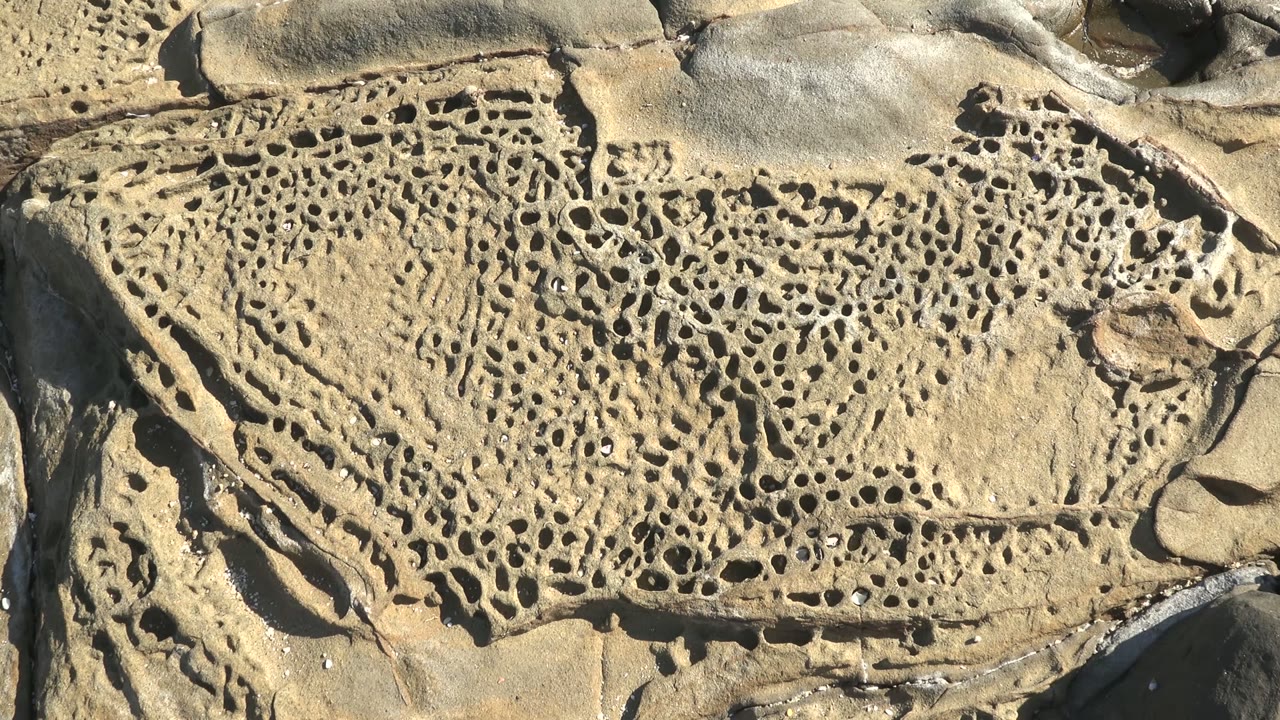 At 0:00, a tight La Bocana rock surface shows dense marine-bored holes, beige and brown texture, small white shell fragments, and no visible people.