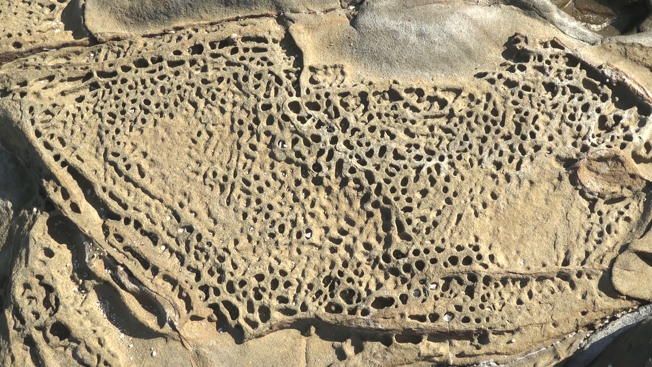 Honeycomb-like holes across a coastal rock surface with shell pieces.