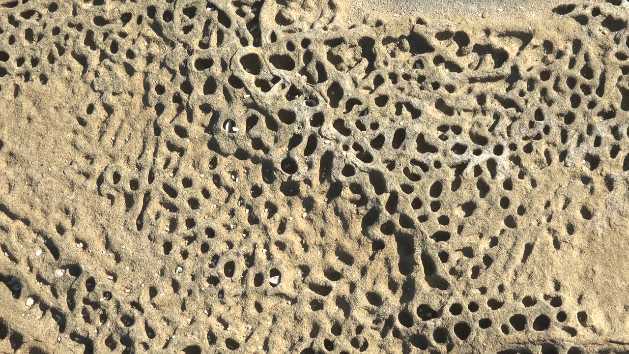 Close-up of pitted beige and gray rock in La Bocana, Baja California Sur, with small holes, scattered tiny shells, and no visible people.