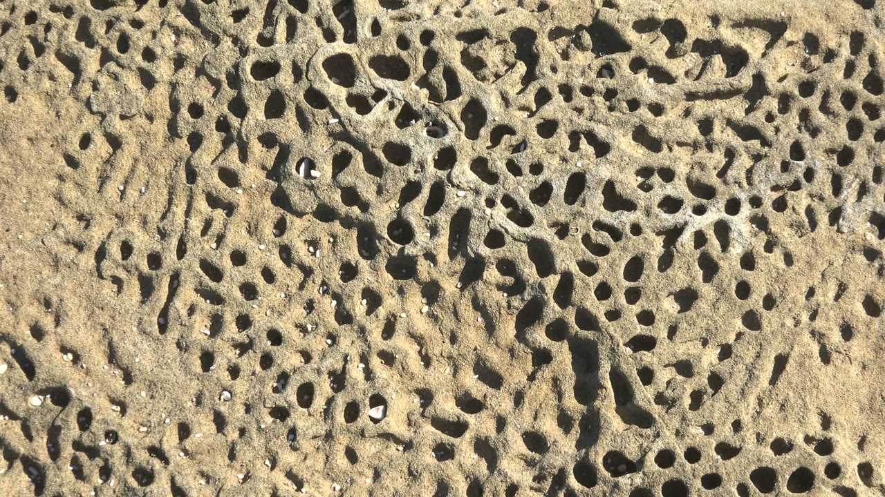 Porous rock texture with dark holes and a small pale shell on the surface.