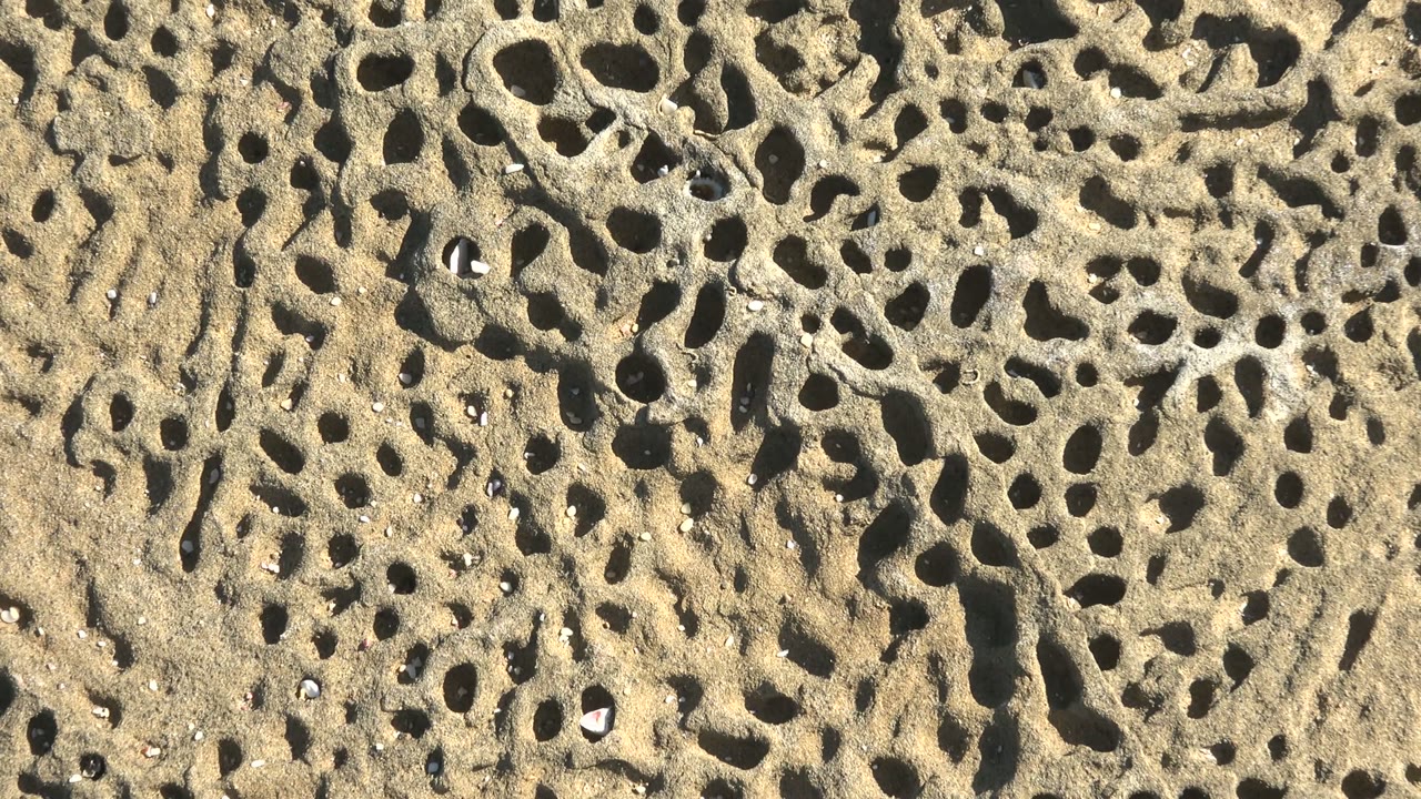 Sunlit pitted rock in La Bocana fills the frame, with a small white shell among irregular holes, tiny pebbles, and no visible people.