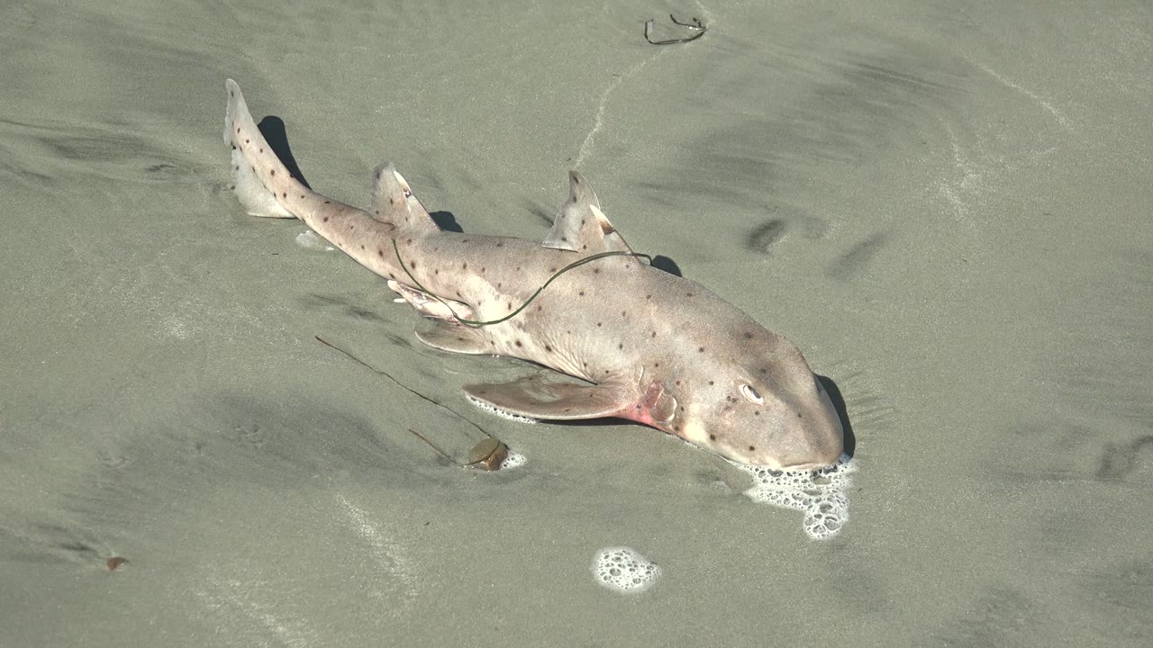 At the start of the La Bocana clip, a pale spotted shark lies diagonally across green-gray shallow water over smooth sand, with bubbles near its head and no visible people.