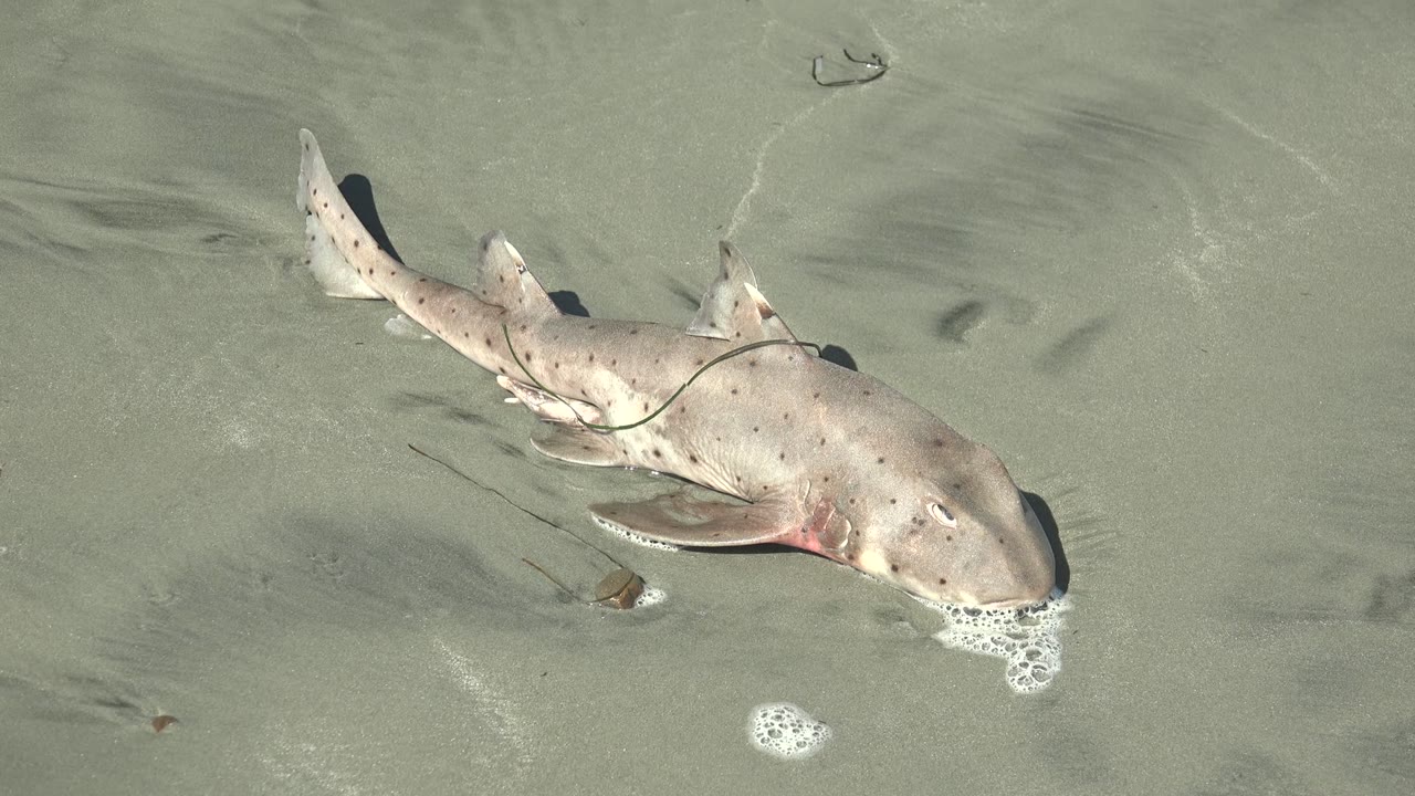 Shark lying on pale sand with bubbles at its mouth area.