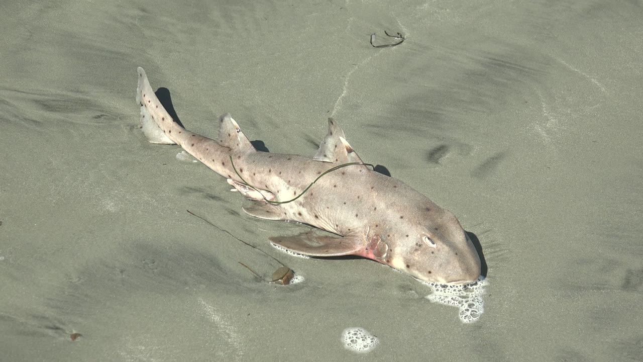 At 0:02, the shark's full body and tail are still visible over the smooth La Bocana sand, with small water ripples around the fins and no visible people.