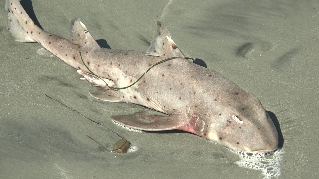 At 0:00, a spotted shark lies diagonally on wet sand in La Bocana, Baja California Sur, with foam touching its head and no visible people.