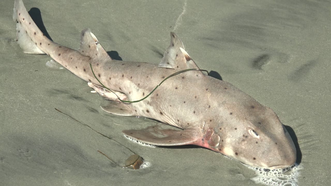 Spotted shark resting on gray-green wet sand beside a small seaweed piece.