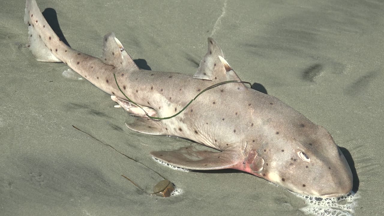 A pale spotted shark lies on wet sand in La Bocana, Baja California Sur, with a green rope over its body and no visible people.