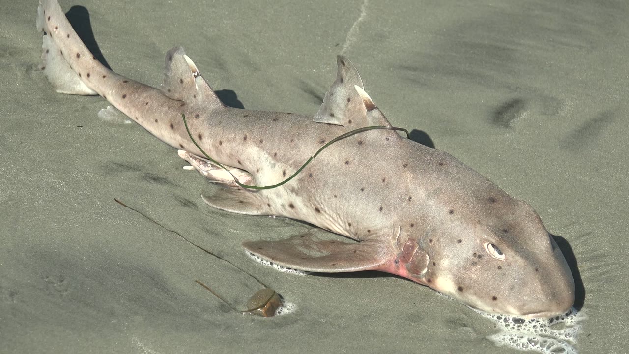 Close view of a shark on sand with foam near its mouth.