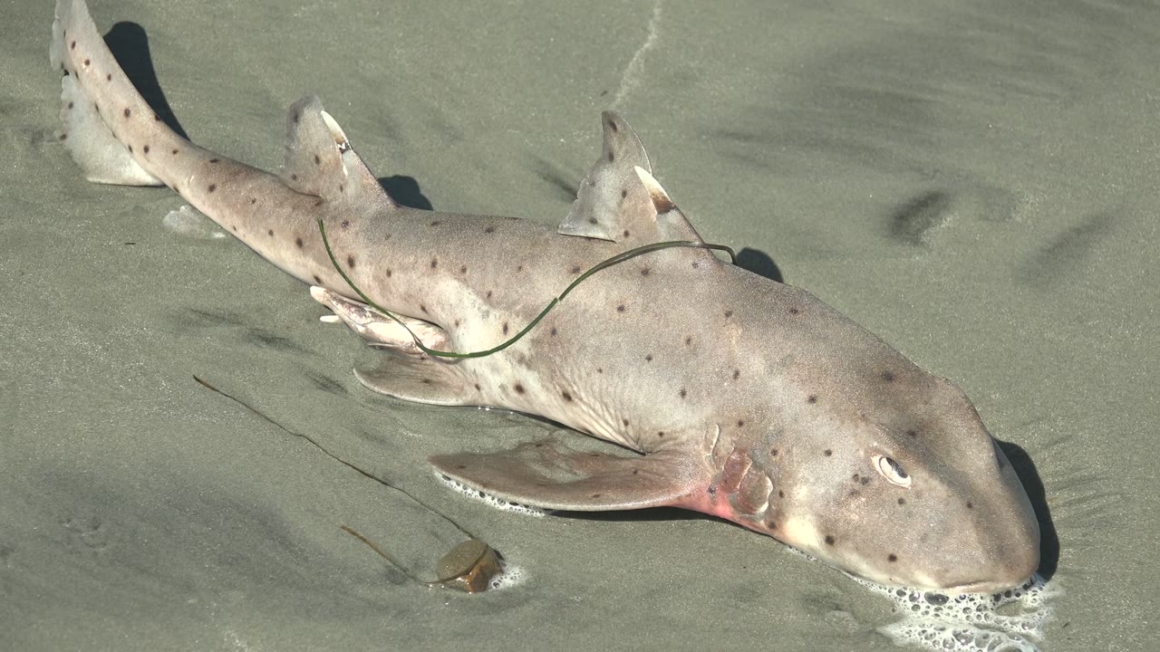 The shark remains stranded on the Baja California Sur shore, its spotted back and green line visible against pale wet sand, with no visible people.