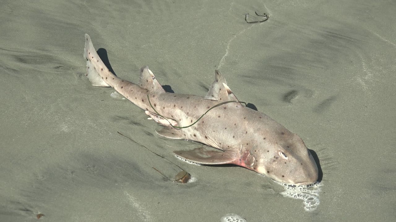 A pale spotted shark lies diagonally on wet sand in shallow water at La Bocana, Baja California Sur, with small bubbles near its head and no visible people.