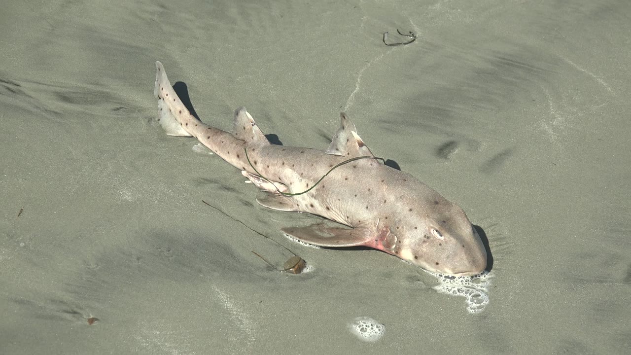 The shark remains on the wet sandy shore in La Bocana, with a tighter cluster of bubbles at its mouth and faint ripples crossing the shallow water, no visible people.
