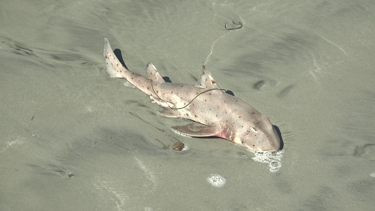 A pale shark with dark spots lies across wet sand in shallow La Bocana water, with foam beads near the snout and no visible people or structures.