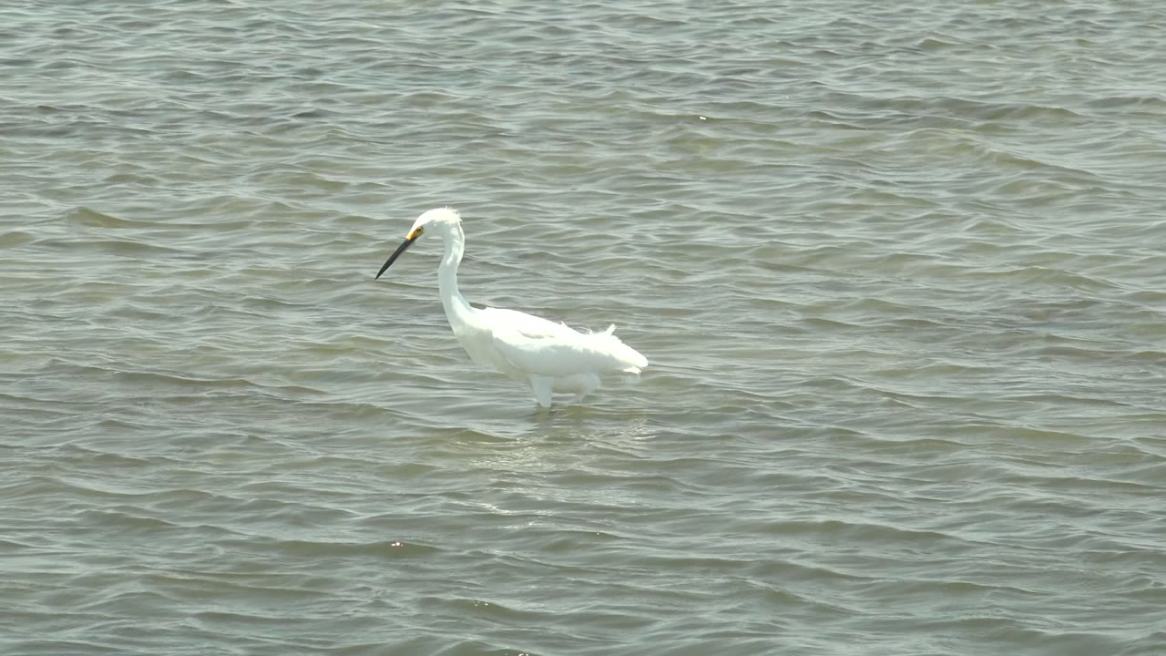 A white wading bird stands in shallow green-gray water in Guerrero Negro, Baja California Sur, Mexico, with its dark beak angled down and no visible people.