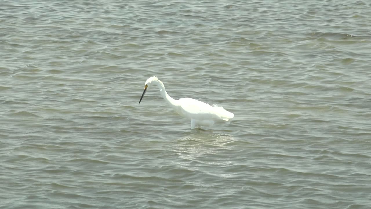 White bird lowering its beak toward rippled water