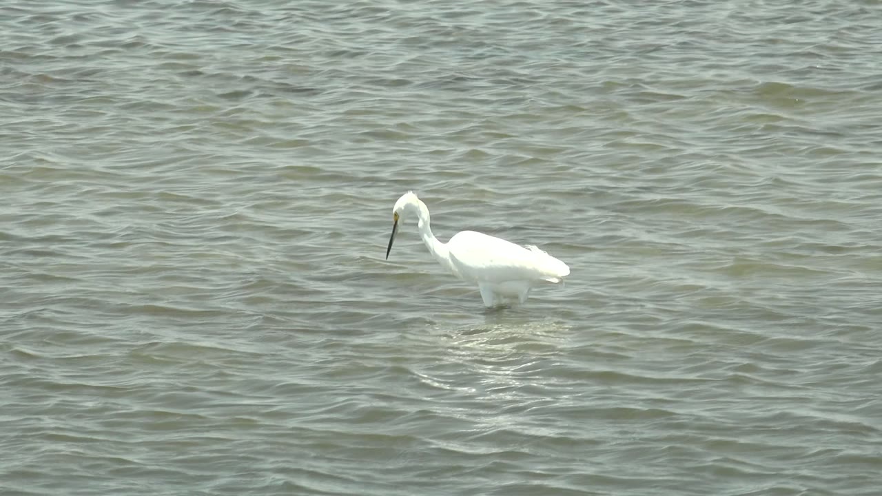 A white wading bird keeps its beak near the water while standing in shallow ripples in Guerrero Negro, Baja California Sur, Mexico, with no shoreline or people visible.