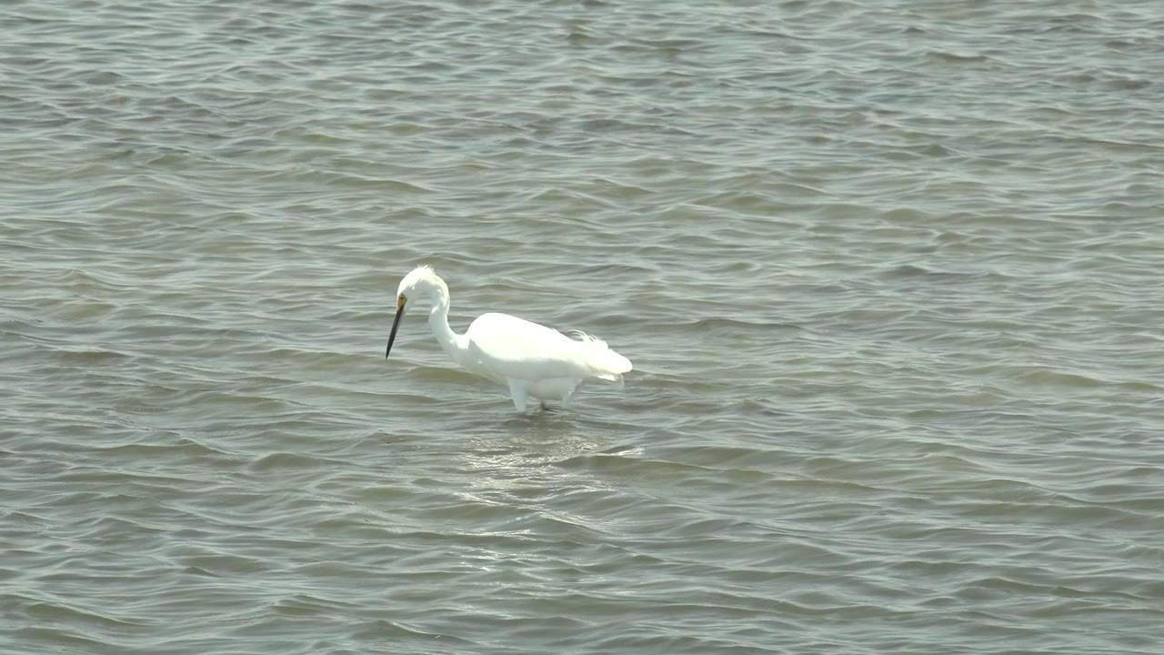 A white heron or egret stands left of center in gray-green shallow water in Guerrero Negro, Baja California Sur, with its beak angled down and no visible people.