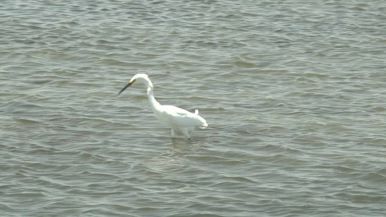 White heron wading with its head lowered over water.