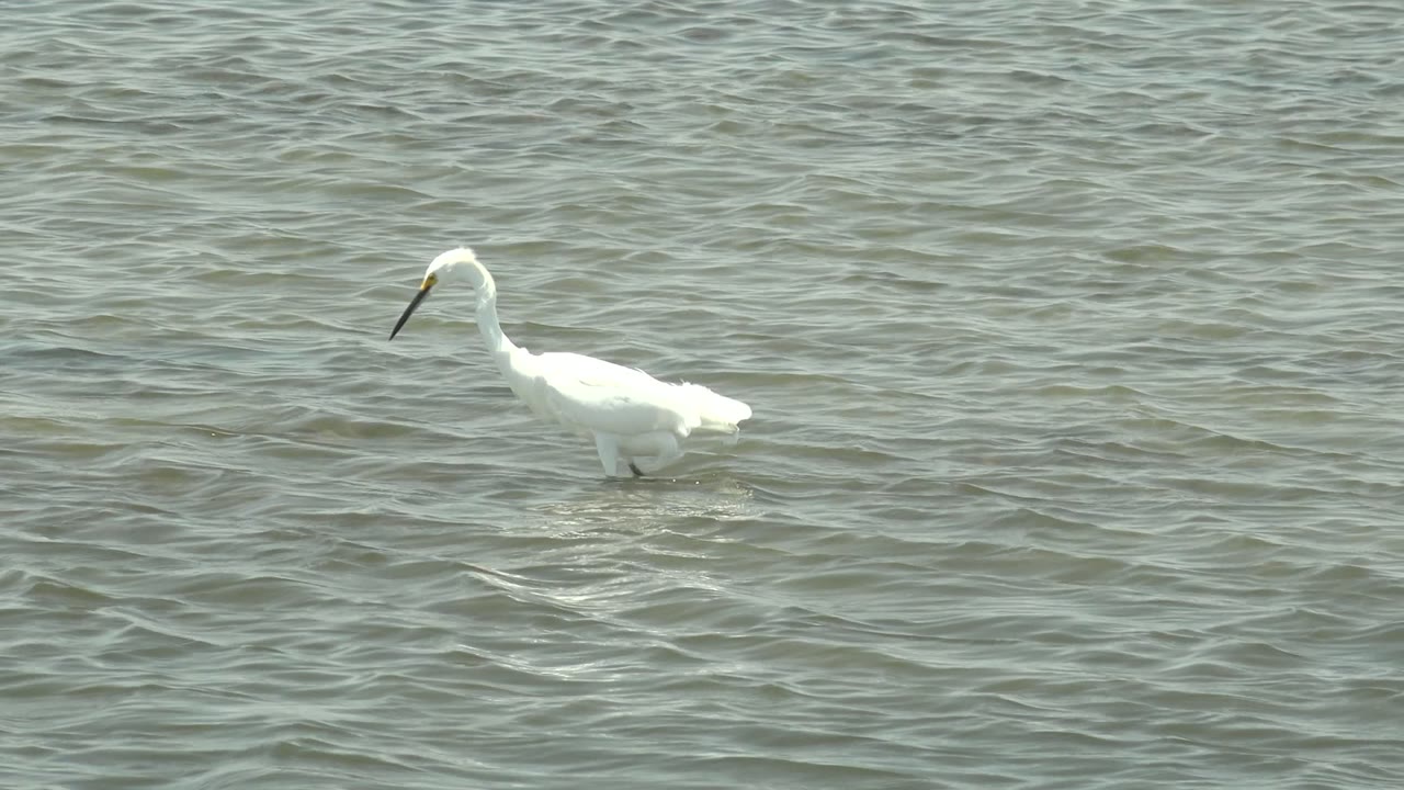 A white heron or egret appears right of center in Guerrero Negro, Baja California Sur, standing in shallow rippled water with bright highlights on its back and no visible people.