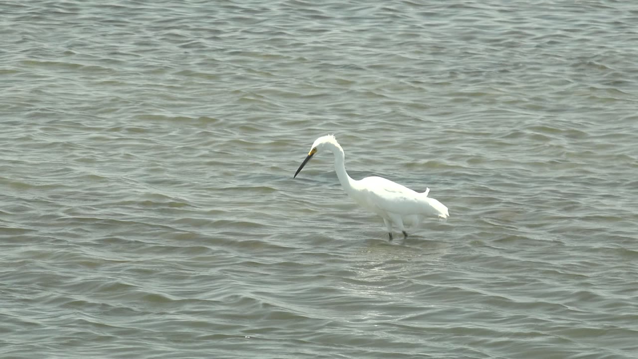 A white heron or egret stands left of center in rippling shallow water in Guerrero Negro, Baja California Sur, Mexico, with no visible people.