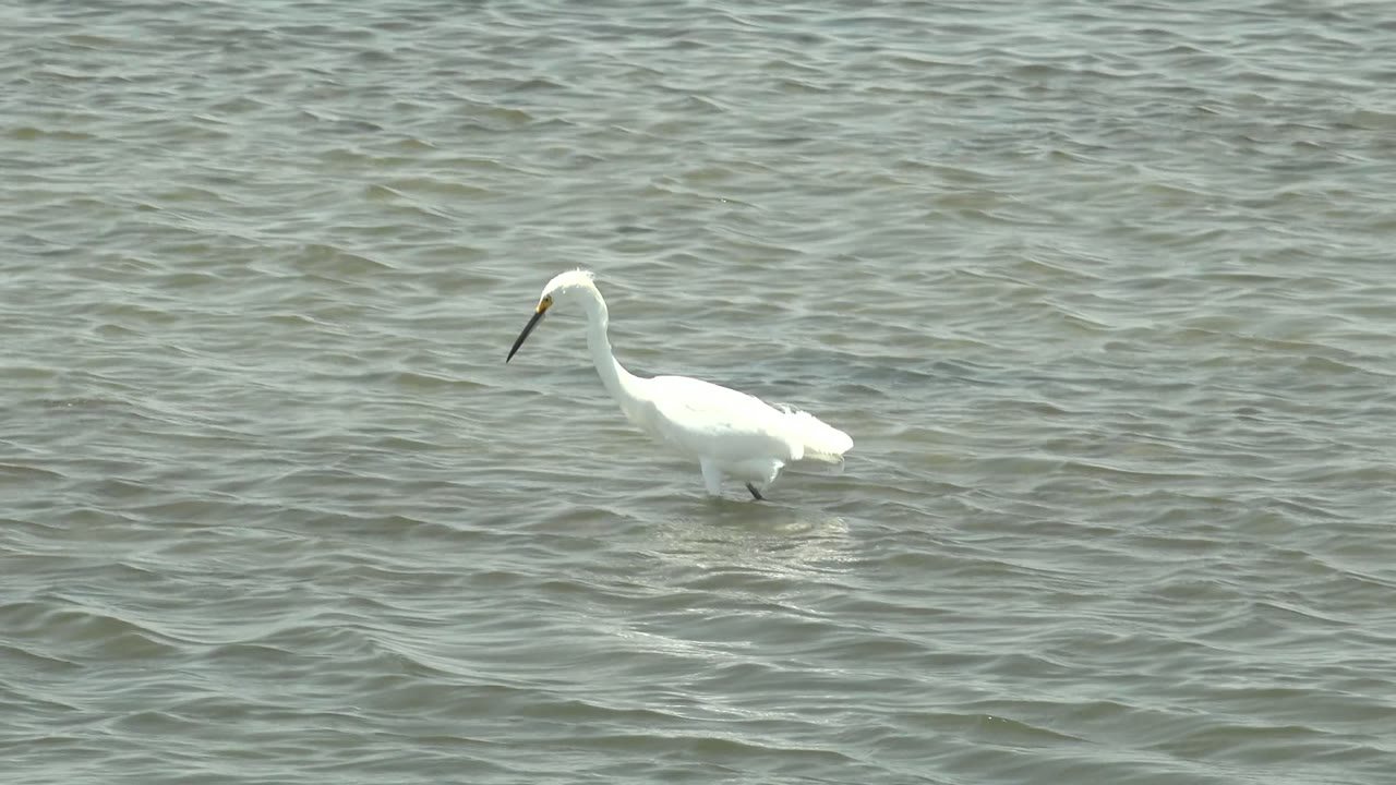 White heron-like bird in shallow rippling water.