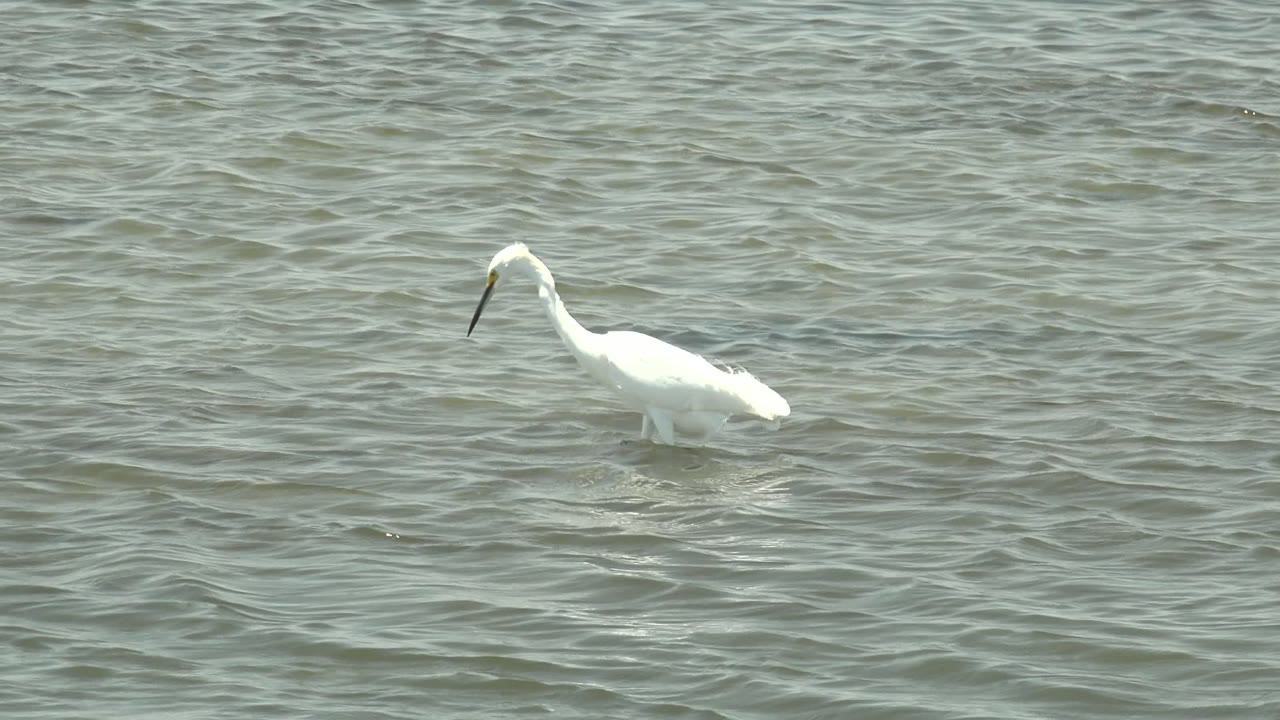 A white heron or egret appears farther right in the frame in shallow Guerrero Negro water, with its dark bill pointed down and no visible people.
