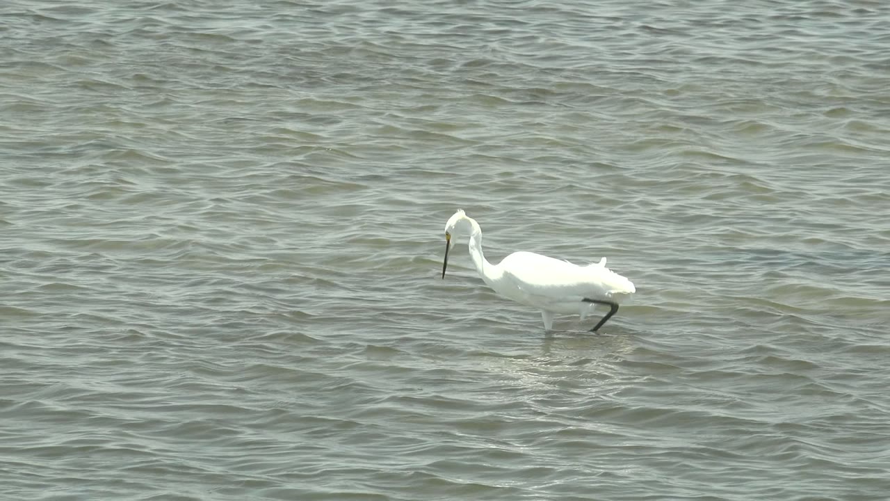 White egret in Guerrero Negro, Baja California Sur, Mexico stepping left through gray-green rippled shallow water with its beak lowered and no visible people.